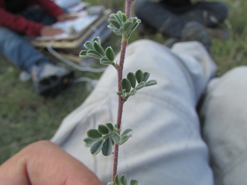Image of Dalea greggii by (c) Carlos Martorell, some rights reserved (CC BY)