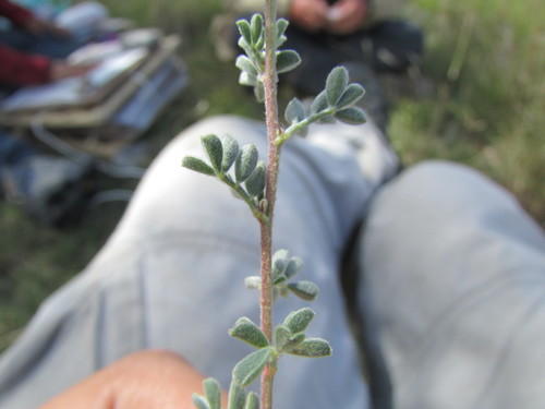 Image of Dalea greggii by (c) Carlos Martorell, some rights reserved (CC BY)