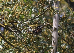 Emberiza schoeniclus