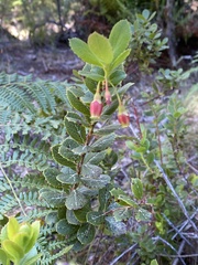 Vaccinium dentatum