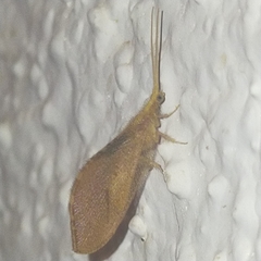 Isoscelipteron fulvum