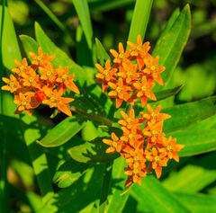 Asclepias tuberosa interior