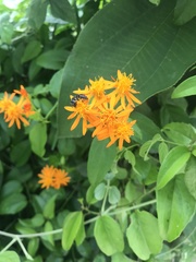 Pseudogynoxys chenopodioides