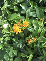 Pseudogynoxys chenopodioides