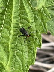 Rhamphomyia longicauda