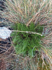 Aciphylla polita