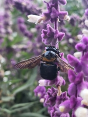 Xylocopa eximia