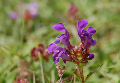 Prunella grandiflora