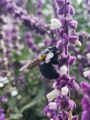 Xylocopa eximia