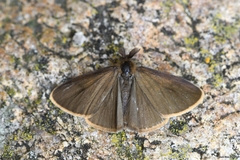 Orgyia aurolimbata