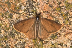 Orgyia aurolimbata