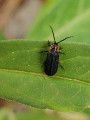 Eropterus