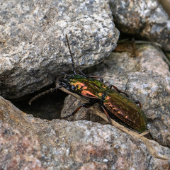 Pterostichus pilosus