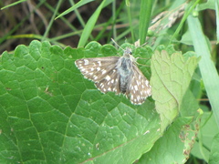 Muschampia tessellum