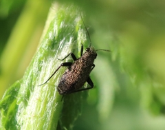 Orthocephalus saltator