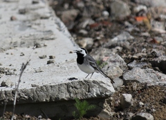 Motacilla alba