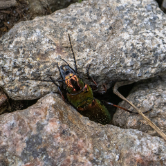 Pterostichus pilosus