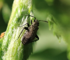 Orthocephalus saltator