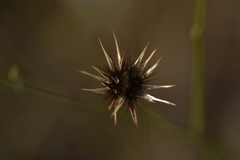 Crupina crupinastrum