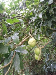 Casimiroa