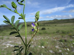 Dalea caeciliae