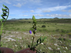Dalea caeciliae