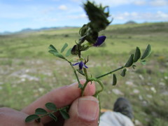 Dalea caeciliae