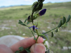 Dalea caeciliae