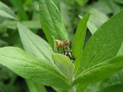 Apis mellifera