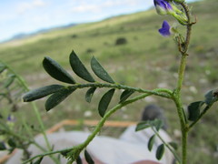 Dalea caeciliae