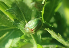 Cassida stigmatica