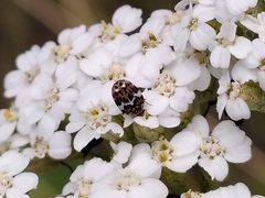 Anthrenus pimpinellae