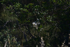 Lilium candidum