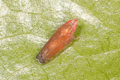 Scaphytopius rubellus