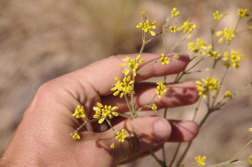 Image of Eriogonum hieraciifolium by (c) Eric Knight, some rights reserved (CC BY)