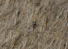 Emberiza schoeniclus