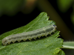 Empria