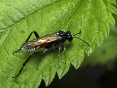 Macrophya militaris