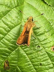 Ochlodes sylvanus