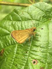 Ochlodes sylvanus