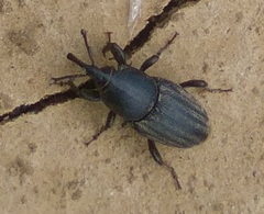 Sphenophorus striatopunctatus