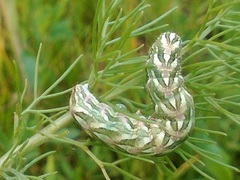 Cucullia chamomillae