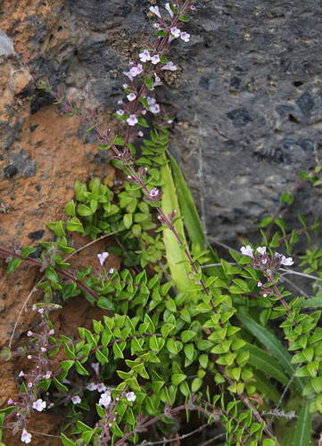 Tenerifan Whitweed (Micromeria teneriffae)