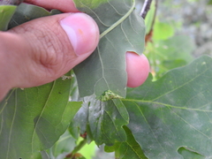 Macrodiplosis pustularis