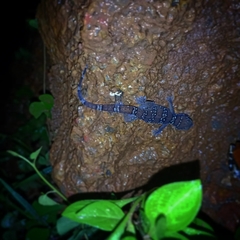 Hemidactylus triedrus