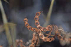 Hippocrepis ciliata