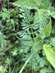 Selinum carvifolia