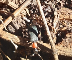 Galerita collaris