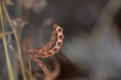 Hippocrepis ciliata