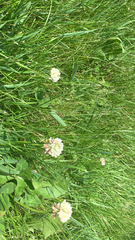 Trifolium hybridum